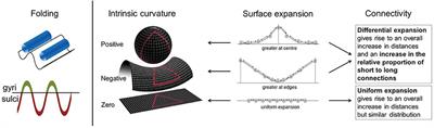 No Association between Cortical Gyrification or Intrinsic Curvature and Attention-deficit/Hyperactivity Disorder in Adolescents and Young Adults